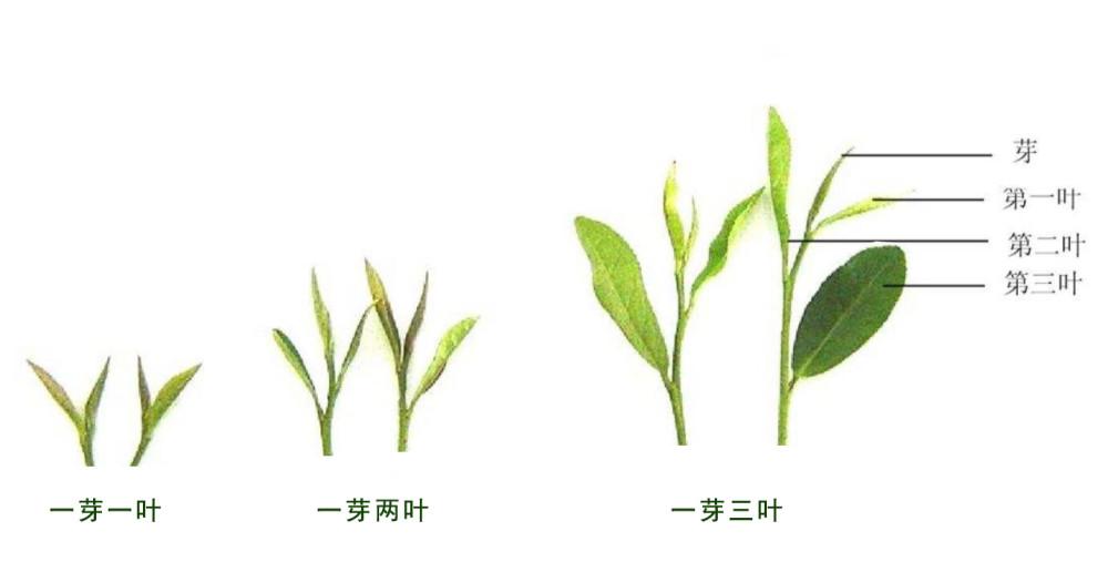 怎么区分茶叶的芽和叶（茶叶的芽头怎么看）